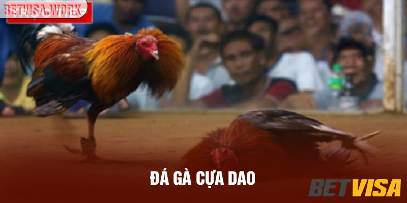 đá gà cựa dao