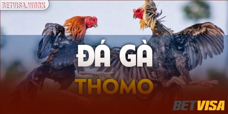 đá gà thomo